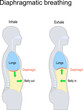 Diaphragmatic breathing. abdominal, belly or deep breathing