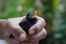 Baby Bird That Fell From Its Nest Is Being Fed