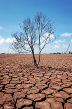 A Dried, Dead Tree With Cracked Brown Soil Surrounding It, Fragmented Due To Severe Drought. This Image Is Used For Articles Discussing Drought, Water Scarcity, Climate Change, And Arid Conditions