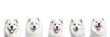Collage close-up portrait group of young cute white happy smiling Samoyed dog head on white background banner. AI generated