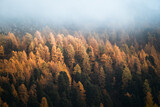 Fototapeta Na ścianę - A forest of golden larches in Switzerland surrounded by low clouds and fog, in autumn