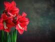 Red and white amaryllis (belladonna lily) flowers on a black background with copy space. Floral web banner. Mother's day, wedding day, women day concept. 