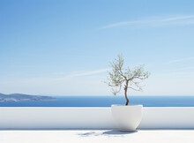 Olive Tree In Pot On A Garden Terrace In Santorini Greece Back Drop With Copy Space For Text