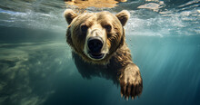 Close Up Portrait Of A Brown Bear Swimming Underwater In A Lake Or River