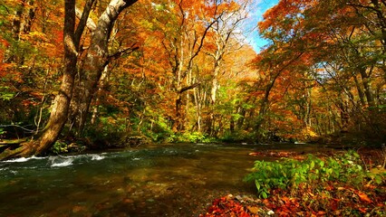 Wall Mural - oirase stream in autumn sunny day, beautiful fall or autumn foliage scene in a forest, flowing river