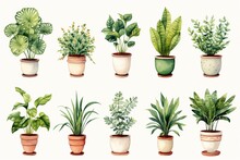 Watercolor Collection Of Beautiful Plants In Ceramic Pots