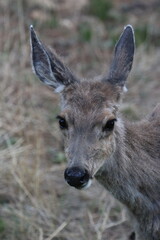 Wall Mural - Baby Elk