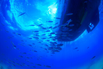 Wall Mural - underwater scene with boat