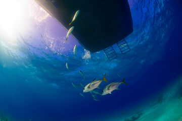 jack fish under the boat