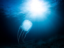 Box Jellyfish, Cape Town Kelp Forest, South Africa