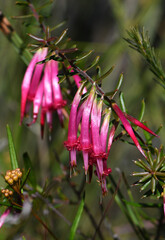 Wall Mural - Beautiful tubular flowers of the Australian native Red Five Corners, Styphelia tubiflora, family Ericaceae, subfamily Epacridoideae. Endemic to heath and sclerophyll forest on sandy soils, eastern NSW