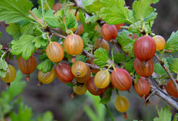 A branch with a bunch of ripe yellow-red gooseberries on a green background of leaves. Agricultural harvest