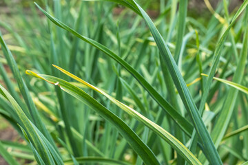 Wall Mural - Green garlic grows in the ground in the spring in the early morning, close-up.