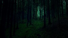 Slow Movement In Dark Green Scary Forest Landscape.