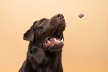 A Sitting Dog Brown Labrador And Dog`s Food Flying From Above To Its Mouth On A Beige Background. Animal Food Concept