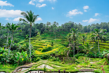 Tegalalang beautiful green rice terrace in Bali, Indonesia