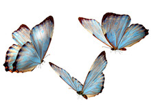 Cartoon Butterfly With Beautiful Wings Png