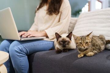 woman working from home with cat. cat asleep on the laptop keyboard. assistant cat working at Laptop