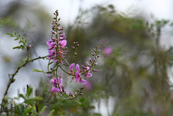 Wall Mural - Rain drops on pink flowers of Australian native Indigofera australis, family Fabaceae on a winter morning in Sydney, New South Wales. Endemic to woodland and open forest in NSW, Qld, Vic, SA, WA, Tas