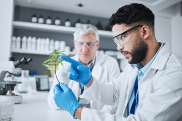 Aufkleber - science, cannabis and scientist with plant in laboratory for research, biology and study medicine. h