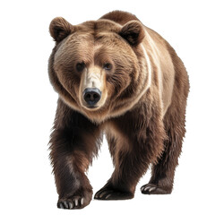 brown bear isolated on transparent background,walking toward camera, generative ai