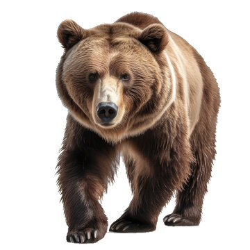 brown bear isolated on transparent background,walking toward camera, Generative AI