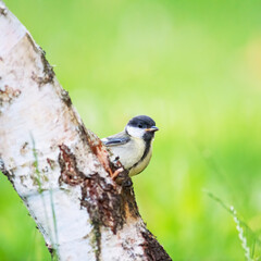 Wall Mural - Juvenile bluetit on a birch trunk