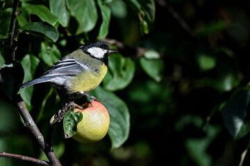 Wall Mural - great tit and an apple
