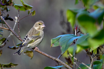 Wall Mural - greenfinch in autumn