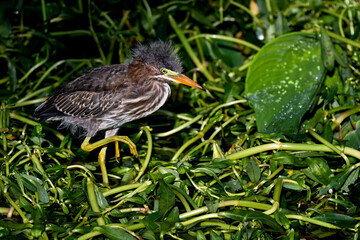 Wall Mural - green heron