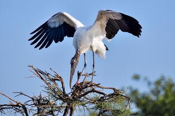 Wall Mural - wood stork