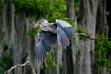 Wall Mural - great blue heron with a catch