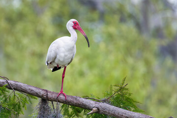 Wall Mural - White ibis