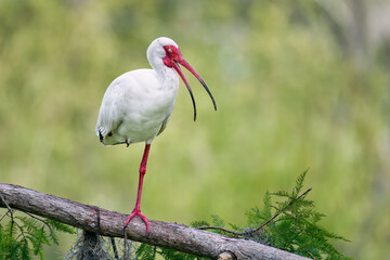 Wall Mural - white ibis