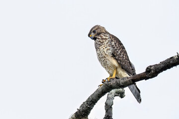 Wall Mural - Red-shouldered hawk