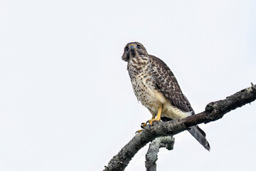 Wall Mural - red-shouldered hawk