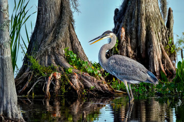 Wall Mural - great blue heron in the habitat.