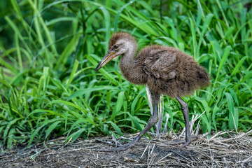 Wall Mural - limpkin