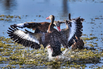 Wall Mural - black-bellied whistling-ducks