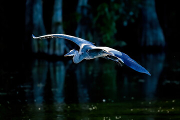 Wall Mural - great blue heron