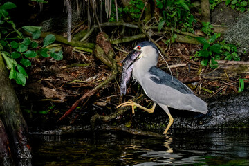 Wall Mural - black-crowned night heron