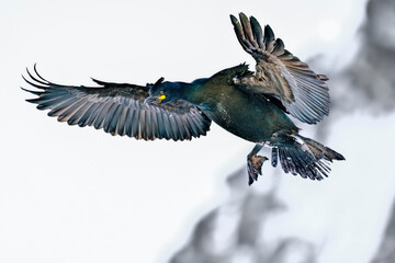 Canvas Print - European shag