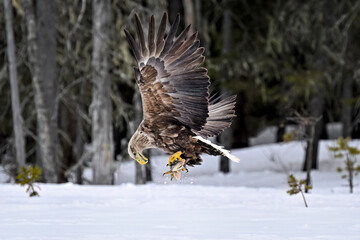 Wall Mural - white-tailed eagle is checking carry on package
