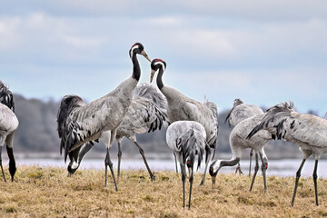 Wall Mural - eurasian cranes gathering