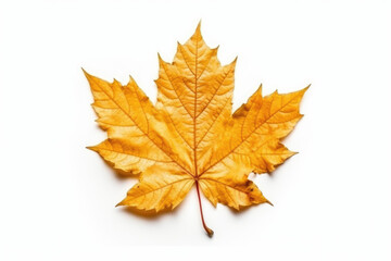 Wall Mural - autumn maple leaf