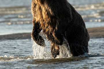 Wall Mural - Brown bear (Ursus arctos) claws while fishing; Lake Clark National Park; Alaska