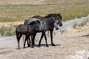 Wall Mural - three wild horses in desert