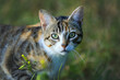 Getigerte Katze mit grünen Augen - Portrait