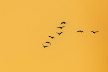 Flying Birds. Sunset Sky Background. Birds: Great Cormorant. (Phalacrocorax Carbo)