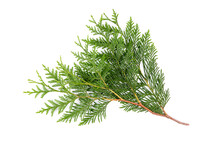 Green Thuja Branch Isolated On White Background. Item For Packaging, Design, Mockup.